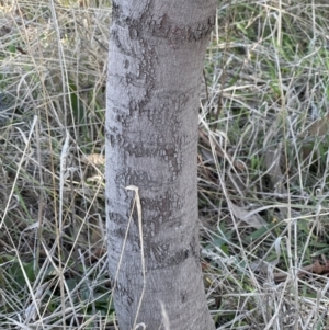 Acacia baileyana x Acacia dealbata at Yarralumla, ACT - 6 May 2023