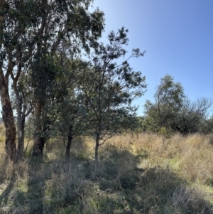 Acacia baileyana x Acacia dealbata at Yarralumla, ACT - 6 May 2023