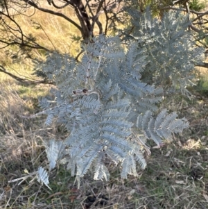 Acacia baileyana x Acacia dealbata at Yarralumla, ACT - 6 May 2023