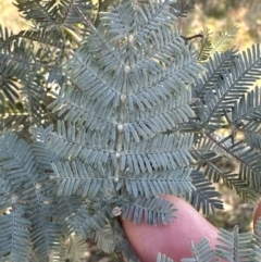 Acacia baileyana x Acacia dealbata at Yarralumla, ACT - 6 May 2023