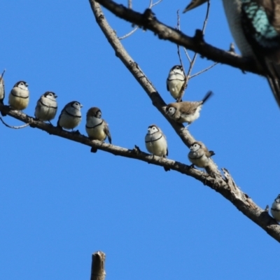 Stizoptera bichenovii (Double-barred Finch) at Fyshwick, ACT - 5 May 2023 by RodDeb