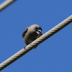 Artamus cyanopterus (Dusky Woodswallow) at Jerrabomberra Wetlands - 5 May 2023 by RodDeb