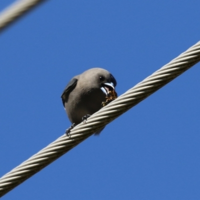 Artamus cyanopterus (Dusky Woodswallow) at Jerrabomberra Wetlands - 5 May 2023 by RodDeb