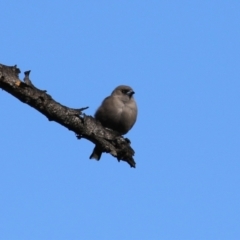 Artamus cyanopterus at Fyshwick, ACT - 5 May 2023