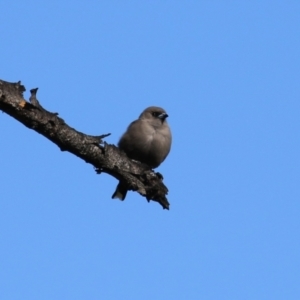 Artamus cyanopterus at Fyshwick, ACT - 5 May 2023