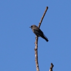 Artamus cyanopterus at Fyshwick, ACT - 5 May 2023