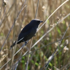 Artamus cyanopterus at Fyshwick, ACT - 5 May 2023