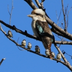 Dacelo novaeguineae (Laughing Kookaburra) at Fyshwick, ACT - 5 May 2023 by RodDeb