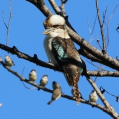 Dacelo novaeguineae at Fyshwick, ACT - 5 May 2023