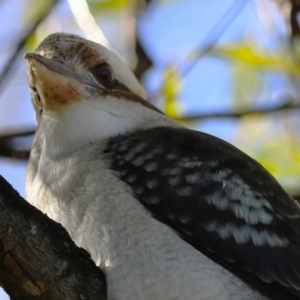 Dacelo novaeguineae at Fyshwick, ACT - 5 May 2023