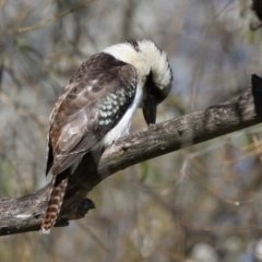 Dacelo novaeguineae at Fyshwick, ACT - 5 May 2023 01:31 PM