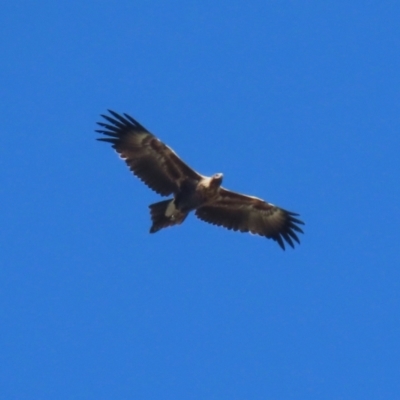 Aquila audax (Wedge-tailed Eagle) at Jerrabomberra Wetlands - 5 May 2023 by RodDeb