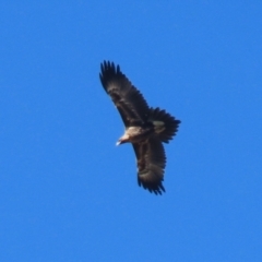 Aquila audax at Fyshwick, ACT - 5 May 2023