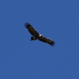 Aquila audax at Fyshwick, ACT - 5 May 2023