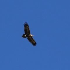 Aquila audax at Fyshwick, ACT - 5 May 2023 12:23 PM