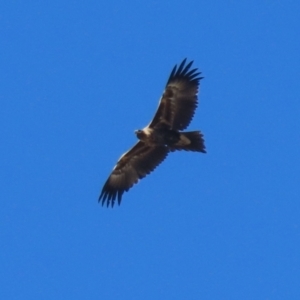 Aquila audax at Fyshwick, ACT - 5 May 2023 12:23 PM