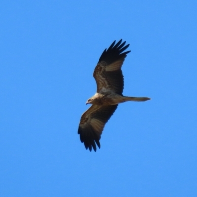 Haliastur sphenurus (Whistling Kite) at Jerrabomberra Wetlands - 5 May 2023 by RodDeb