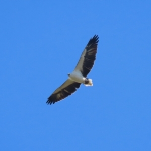 Haliaeetus leucogaster at Fyshwick, ACT - 5 May 2023 12:51 PM