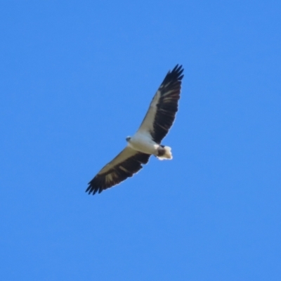 Haliaeetus leucogaster (White-bellied Sea-Eagle) at Jerrabomberra Wetlands - 5 May 2023 by RodDeb