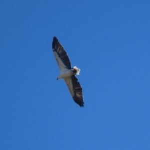 Haliaeetus leucogaster at Fyshwick, ACT - 5 May 2023