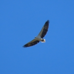 Haliaeetus leucogaster at Fyshwick, ACT - 5 May 2023