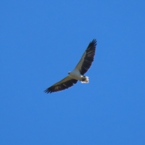 Haliaeetus leucogaster at Fyshwick, ACT - 5 May 2023