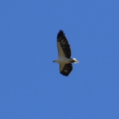 Haliaeetus leucogaster at Fyshwick, ACT - 5 May 2023 12:51 PM