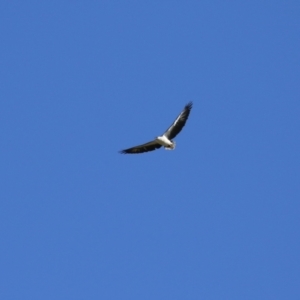 Haliaeetus leucogaster at Fyshwick, ACT - 5 May 2023