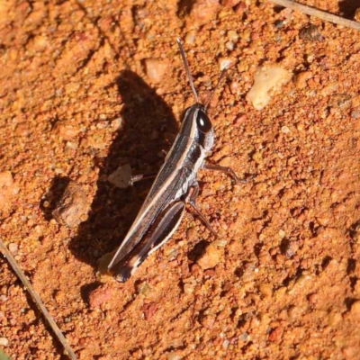 Macrotona australis (Common Macrotona Grasshopper) at O'Connor, ACT - 5 May 2023 by ConBoekel