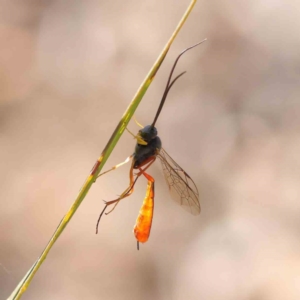 Dusona sp. (genus) at O'Connor, ACT - 5 May 2023