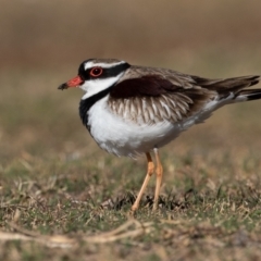 Thinornis melanops (Black-fronted Dotterel) at Cunnamulla, QLD - 12 Aug 2017 by rawshorty