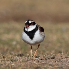 Thinornis melanops at Cunnamulla, QLD - 12 Aug 2017 09:11 AM