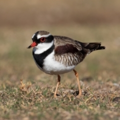 Thinornis melanops at Cunnamulla, QLD - 12 Aug 2017 09:11 AM