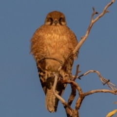 Falco berigora (Brown Falcon) at Cunnamulla, QLD - 12 Aug 2017 by rawshorty
