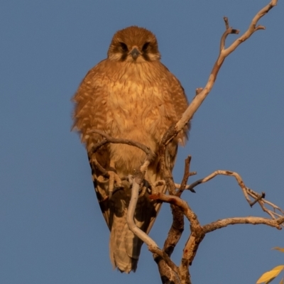 Falco berigora (Brown Falcon) at Cunnamulla, QLD - 12 Aug 2017 by rawshorty