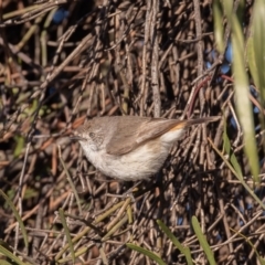 Acanthiza uropygialis (Chestnut-rumped Thornbill) at Cunnamulla, QLD - 13 Aug 2017 by rawshorty