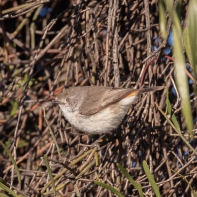 Acanthiza uropygialis (Chestnut-rumped Thornbill) at Cunnamulla, QLD - 13 Aug 2017 by rawshorty