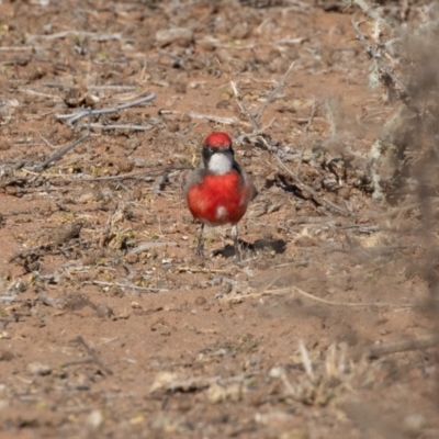 Epthianura tricolor (Crimson Chat) at Cunnamulla, QLD - 12 Aug 2017 by rawshorty