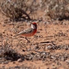 Epthianura tricolor (Crimson Chat) at Cunnamulla, QLD - 13 Aug 2017 by rawshorty