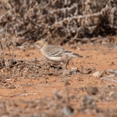 Epthianura tricolor at Cunnamulla, QLD - 13 Aug 2017 10:43 AM
