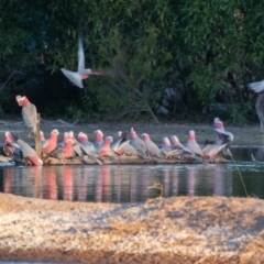 Eolophus roseicapilla (Galah) at Cunnamulla, QLD - 12 Aug 2017 by rawshorty