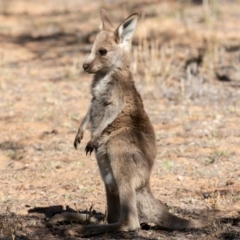 Macropus giganteus (Eastern Grey Kangaroo) at Cunnamulla, QLD - 12 Aug 2017 by rawshorty