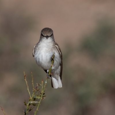 Microeca fascinans (Jacky Winter) at Cunnamulla, QLD - 12 Aug 2017 by rawshorty