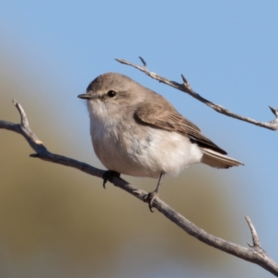 Microeca fascinans (Jacky Winter) at Cunnamulla, QLD - 11 Aug 2017 by rawshorty