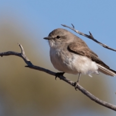 Microeca fascinans at Cunnamulla, QLD - 12 Aug 2017 08:31 AM