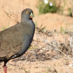 Tribonyx ventralis (Black-tailed Nativehen) at Cunnamulla, QLD - 12 Aug 2017 by rawshorty