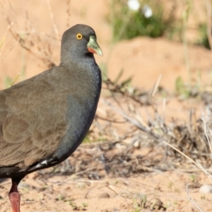 Tribonyx ventralis at Cunnamulla, QLD - 13 Aug 2017 08:39 AM