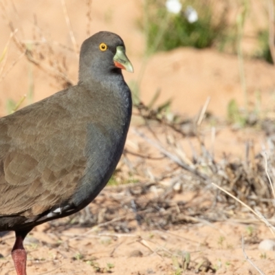 Tribonyx ventralis (Black-tailed Native-hen) at Cunnamulla, QLD - 13 Aug 2017 by rawshorty