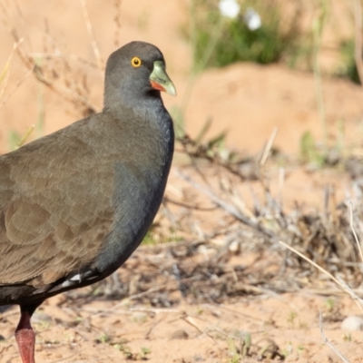 Tribonyx ventralis (Black-tailed Nativehen) at Cunnamulla, QLD - 12 Aug 2017 by rawshorty