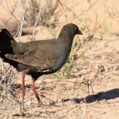 Tribonyx ventralis at Cunnamulla, QLD - 13 Aug 2017 08:39 AM